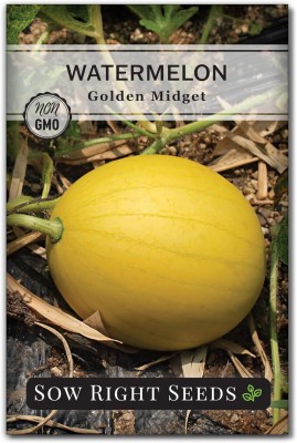 Qualtivate RES-8A Golden Midget Watermelon Seed Seed(100 per packet)