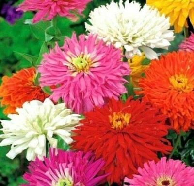 VibeX XL-63 - Giant Cactus Mix Zinnia Flower - (30 Seeds) Seed(30 per packet)