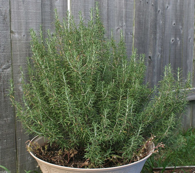 CYBEXIS LXI-22 - Herb Rosemary - (2250 Seeds) Seed(2250 per packet)