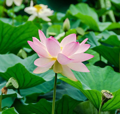 DORVIK lotus,kamal gatta Seed(15 per packet)