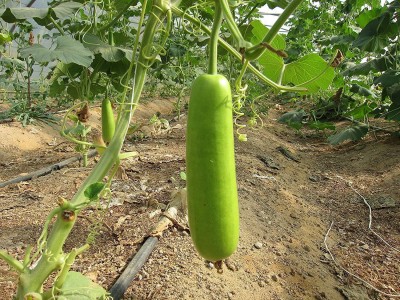 Aywal Bottle Gourd (LAMBI Loki) Hybrid F1 Vegetables Seed(190 per packet)