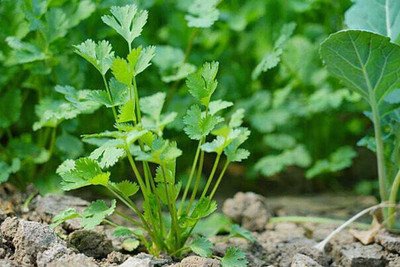 SEMINA VITA dhania seeds Seed(22 per packet)