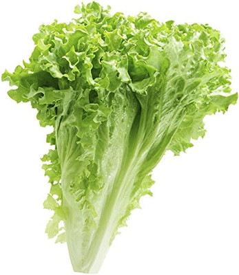 BDSresolve lettuce leaves seeds/lettuce seeeds 25 Seed(25 per packet)