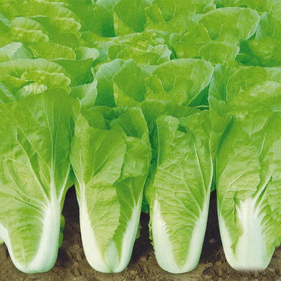 KNESSiN Cabbage Seed(200 per packet)