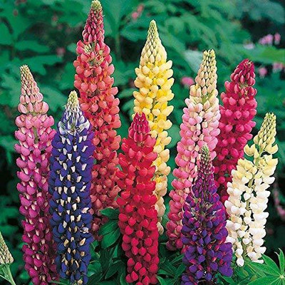AXAQI Lupin Mixed Color F1 Hybrid Flower Seed(65 per packet)