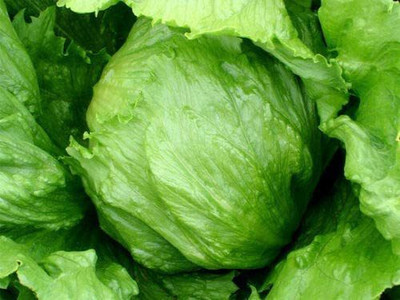VibeX ® VXI-740 Head Summertime, Iceberg Lettuce Seed(200 per packet)