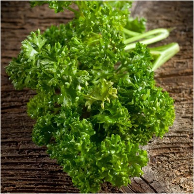 CYBEXIS XLL-86 - Curly Leaf Parsley - (2250 Seeds) Seed(2250 per packet)