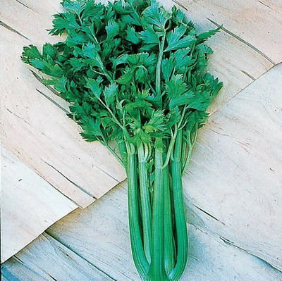 ENTENT Tango Hybrid Celery Seed(80 per packet)