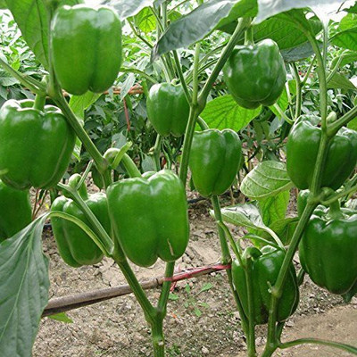 VibeX XLL-35 - Capsicum California Wonder - (1350 Seeds) Seed(1350 per packet)