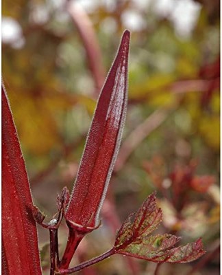 BDSresolve Red lady finger seeds/ladies finger seeds 86 Seed(86 per packet)