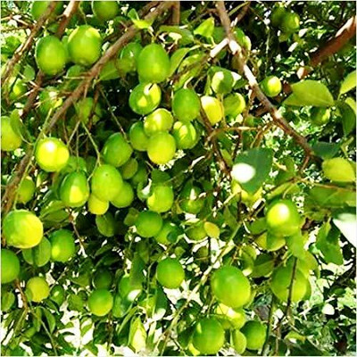 Aywal Fresh Lemon Imported Seed(10 per packet)
