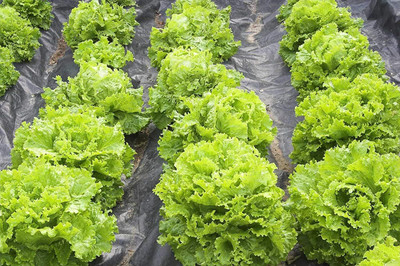 Aywal Crisphead Great Lakes Lettuce Seed(275 per packet)