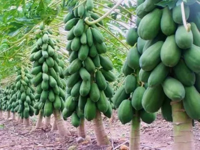 SUAA papaya fruit high germination Seed(45 per packet)