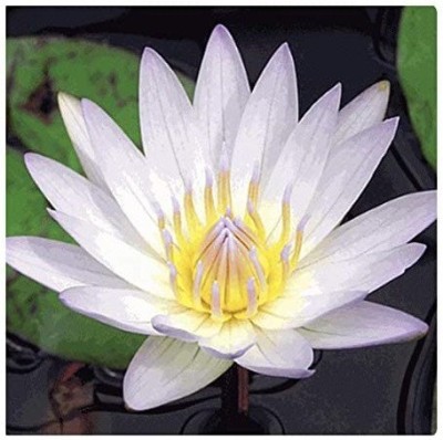 CYBEXIS XL-63 - Mixed Lotus /Water Lily - (270 Seeds) Seed(270 per packet)