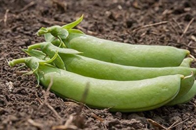 VibeX ® XLR-283 Cascadia Sugar Snap Pea Seeds Seed(50 per packet)