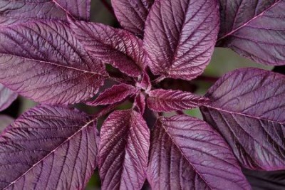 CYBEXIS XLL-18 - Red Garnet Amaranthus - (750 Seeds) Seed(750 per packet)