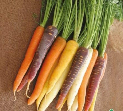 KNESSiN Carrot Harlequin Mix Seed(300 per packet)
