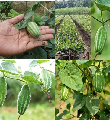 ibains Parwal hybrid seeds plant biij 24 Seed(24 per packet)