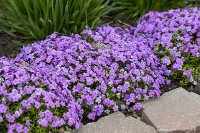 CEZIUS Purple Sprite' Spring Phlox Seed(50 per packet)