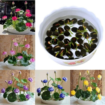 agroduct lotus Seed(20 per packet)