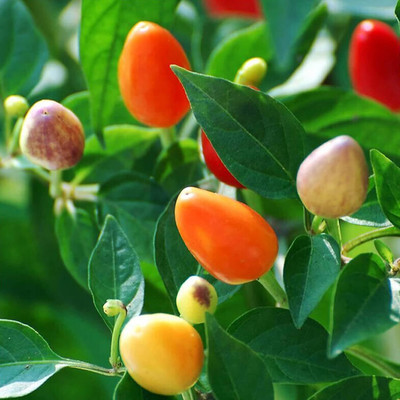 KNESSiN MIX Chilli Seed(200 per packet)