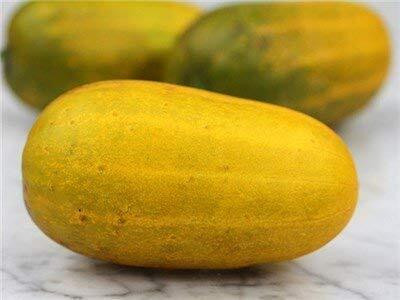 Qualtivate ICRA-5A Yellow Cucumber Disease-Resistant Seed(300 per packet)