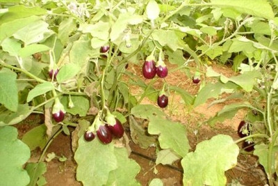 XOLDA Brinjal Seed(37 per packet)