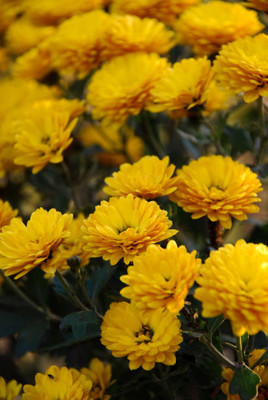RDK marigold,gende ka phool seeds Seed(21 per packet)