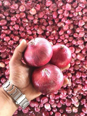 KNESSiN Easy to Grow Super Red Nasik Onion Seeds For Kitchen Gardening-(2400 Seeds) Seed(2400 per packet)