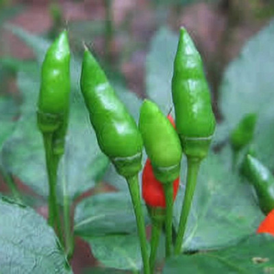 SeeGreen CW44 Bullet chilli seeds, chlli seeds pack-185 Seed(185 per packet)