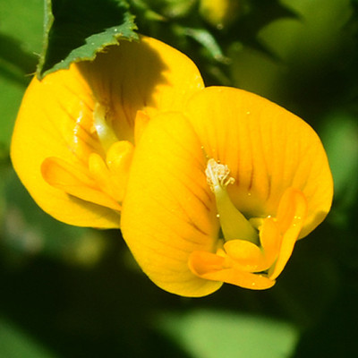 pottit Aparajita Yellow Flower Plant Seed(8 per packet)