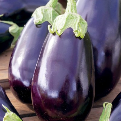 KNESSiN IHS-91 Brinjal Black Beauty Seed(500 per packet)