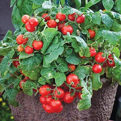 WILLVINE India Dwarf Tiny Tim Cherry Tomato [25g, 7500 Seeds] Seed(7500 per packet)