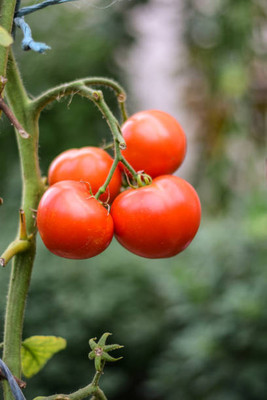 VISHSHUBH tomato Seed(60 per packet)