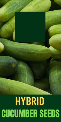 Qualtivate GBPT-3A CUCUMBER/KHEERA SEEDS Seed(300 per packet)