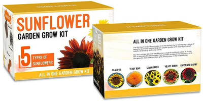Qualtivate ICRA-2A Sunflower 5 Collection Seed(200 per packet)