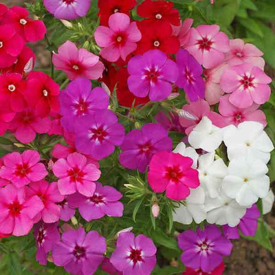 CEZIUS PHLOX - Annual Phlox Mix Seed(100 per packet)