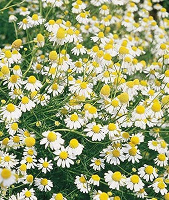 CYBEXIS VXI-53 - Chamomile German - (750 Seeds) Seed(750 per packet)