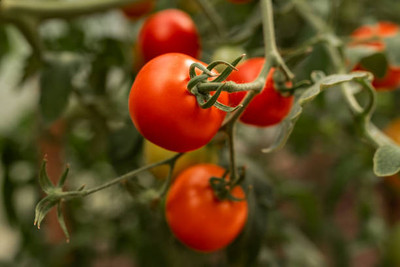 Around Creation tomato Seed(75 per packet)