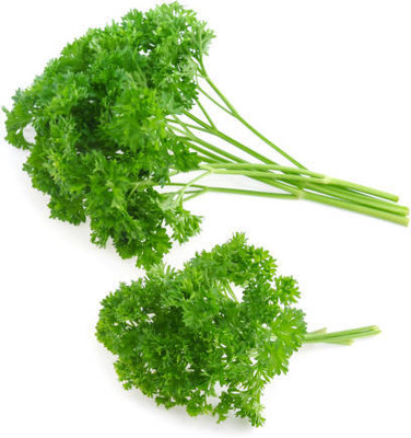 EKAKSHAR CORIANDER Seed(40 per packet)