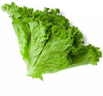 Avysa Organic Iceberg Lettuce Seed(50 per packet)