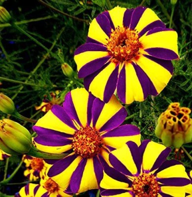 VibeX ® VLR-478 Hybrid Marigold Seeds Seed(500 per packet)