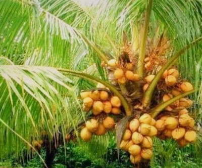 SHYAM Yield Rare Dwarf Yellow Coconut Fruit Tree Seed(1 per packet)