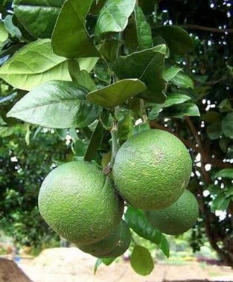 Quentova Darjeeling variety Mosambi Citrus Limetta Seeds-XLR-6T Seed(25 per packet)