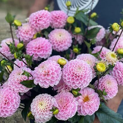 GREENSEA Dahlia mixed Flower Seed(22 per packet)