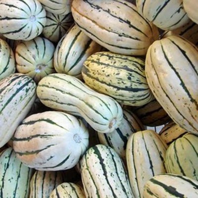 KNESSiN Squash Delicata Seed(300 per packet)