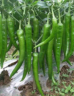Aywal Green Chilli F1 Jwala Seed(50 per packet)