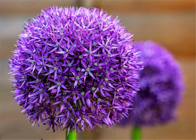 Biosnyg Non GMO Purple Giant Onion Flower Seeds For Gardening-(750 Seeds) Seed(750 per packet)