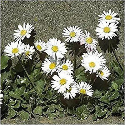 MAA Daisy Seed(100 per packet)