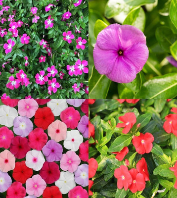 Lorvox Hybrid Imported Vinca Flower Seed(65 per packet)